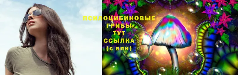 Галлюциногенные грибы Psilocybe  Тольятти 